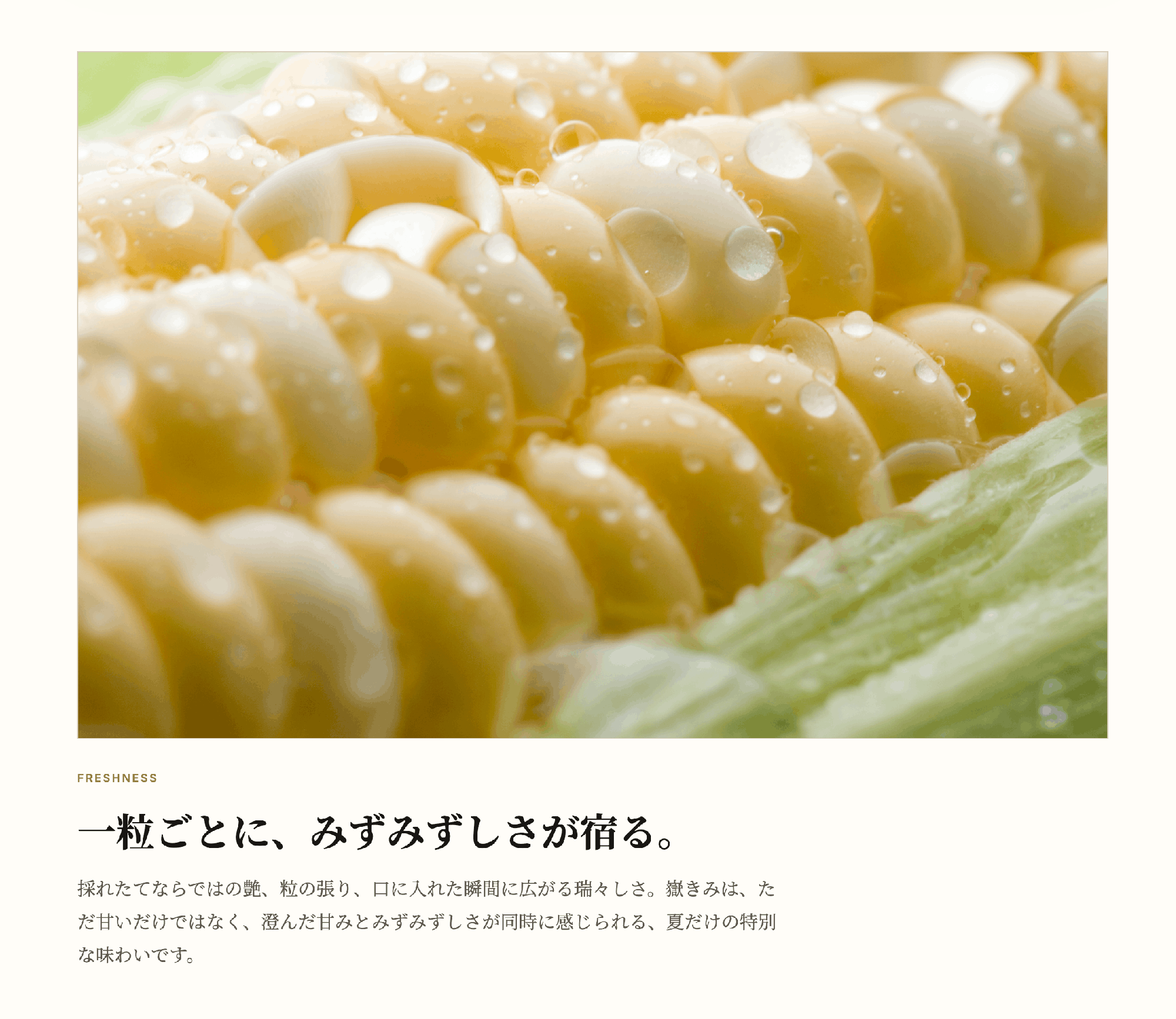 朝採れの嶽きみの粒のみずみずしさが伝わる断面